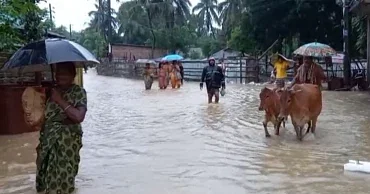 People shifting with their cattle and other belongings to a safer place to save them from flood